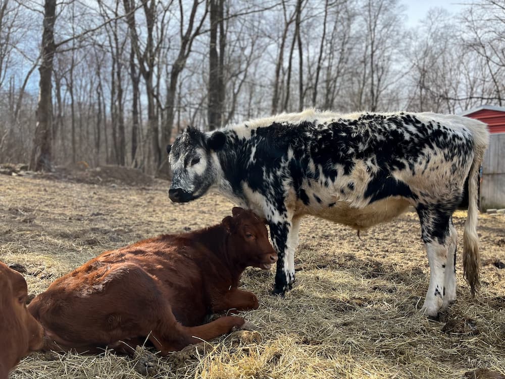 A brown and black and white cow