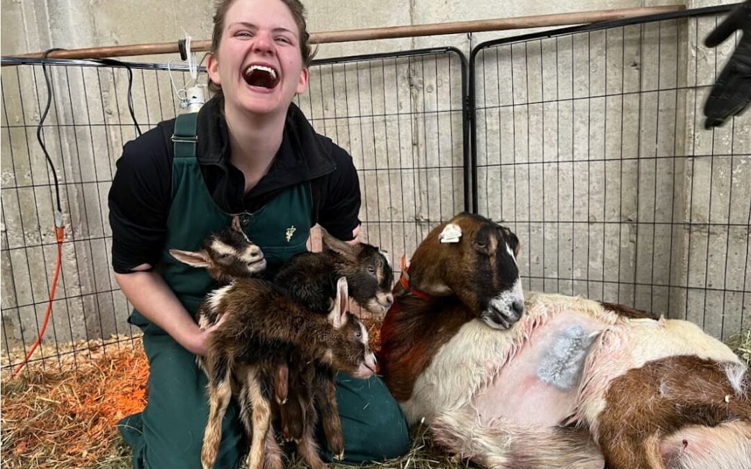 A Veterinary Staff Helping Lamb Give Birth