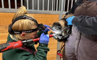 Equine Dentistry at Tri-State Veterinary Services: Ensuring Optimal Dental Health for Your Horse