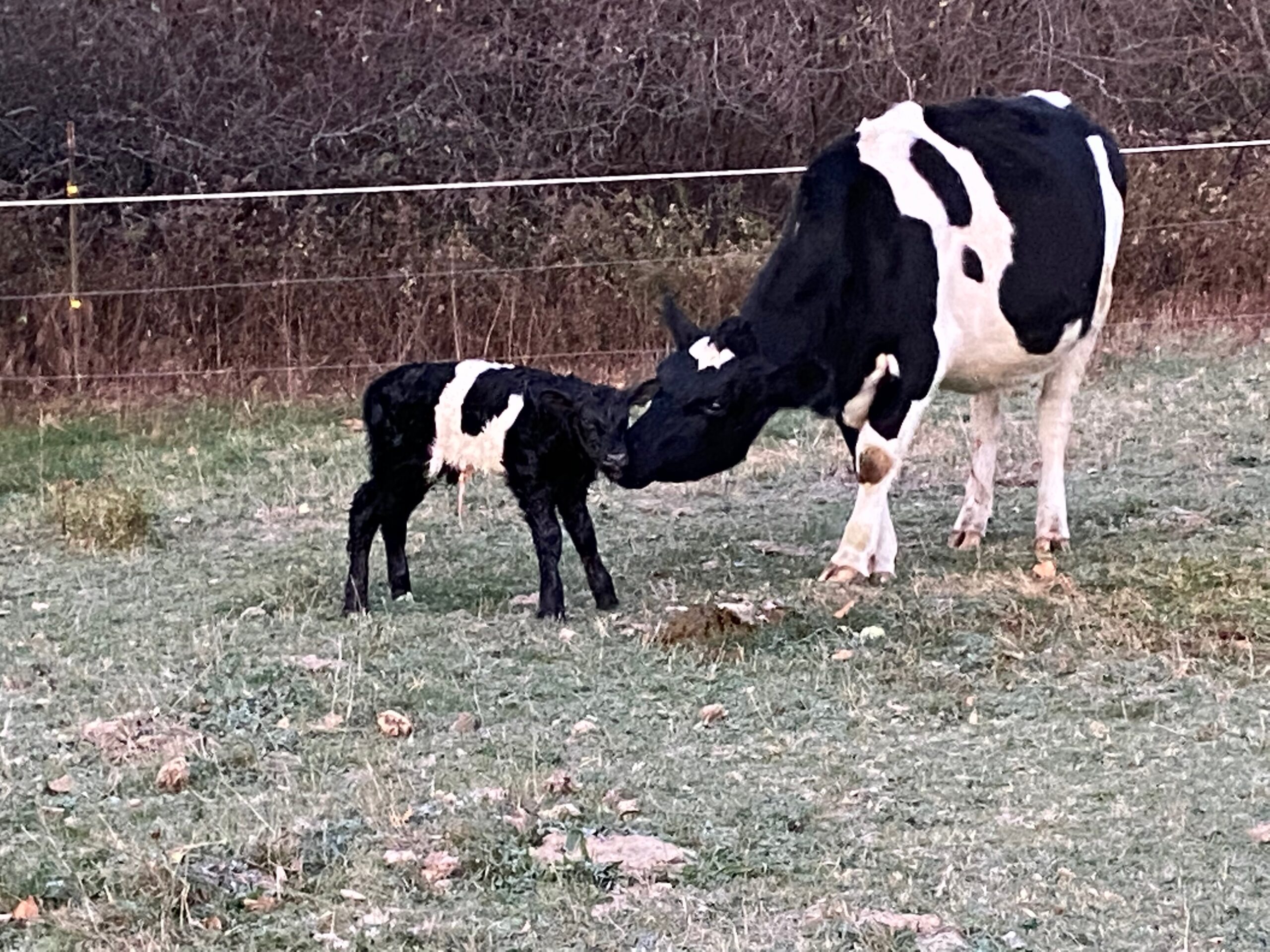Tri-State Calving