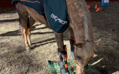 The Power of Touch: Equine Bodywork at Tri-State Veterinary Services