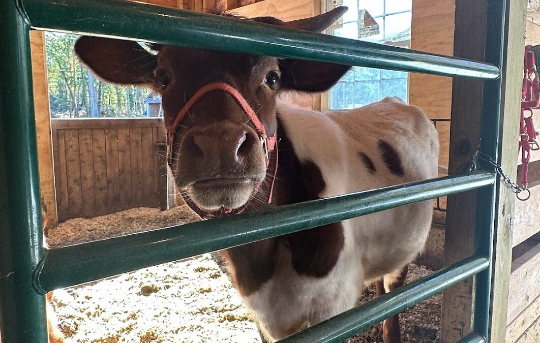 image of cow in pen