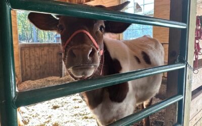 Safe and Efficient Handling Facilities for Cattle, Swine, and Small Ruminants