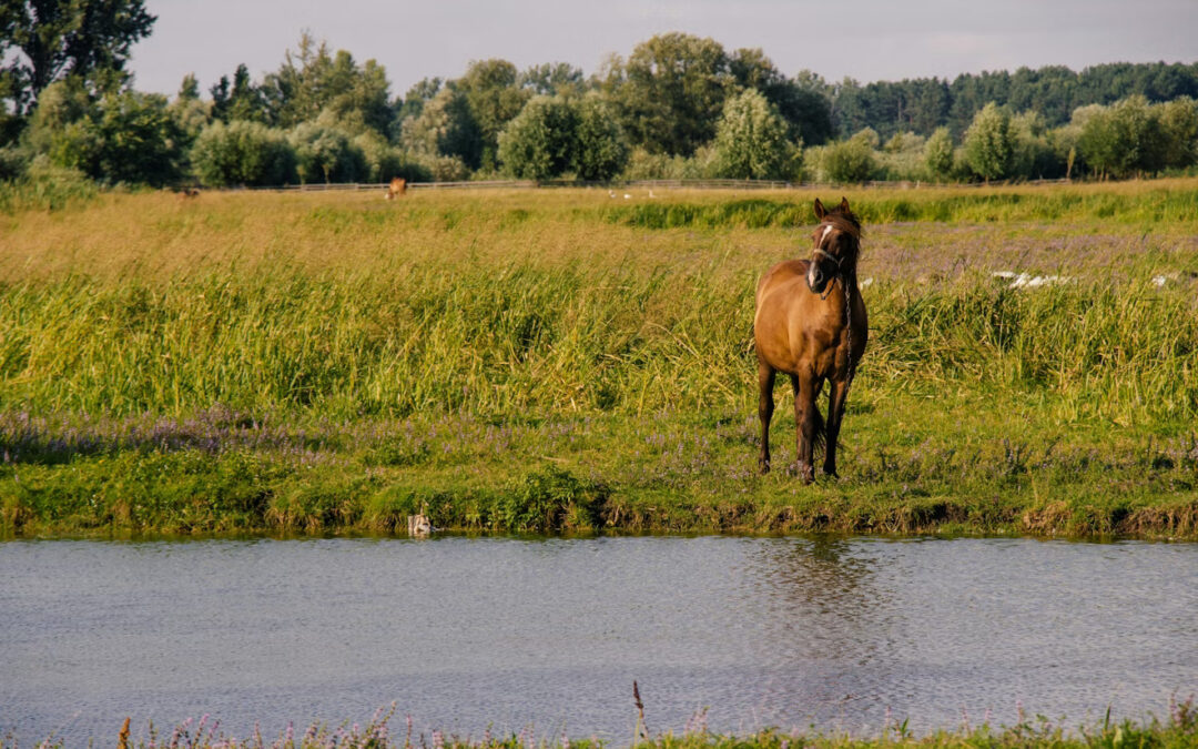 Protect Your Horse from Potomac Horse Fever: What You Need to Know