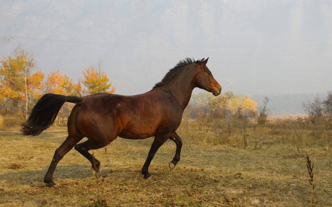 Equine Laminitis: Causes, Diagnostics, Treatment, and Prevention