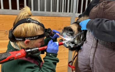 Equine Dentition: The Importance of Dental Care for Your Horse