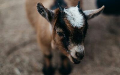 Preparing Sheep and Goats for Breeding Season: Tips for Success