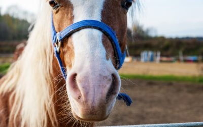 Spring into Health: Equine Shots and Wellness Care for Your Horse