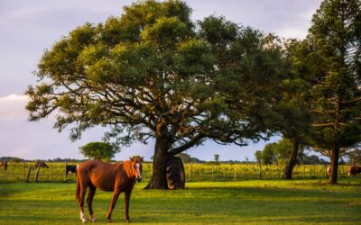 Keeping Livestock Safe from Summer Diseases: What You Need to Know