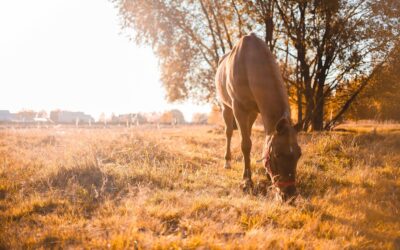 Pain in Horses: The Subtle Clues You Might Be Missing