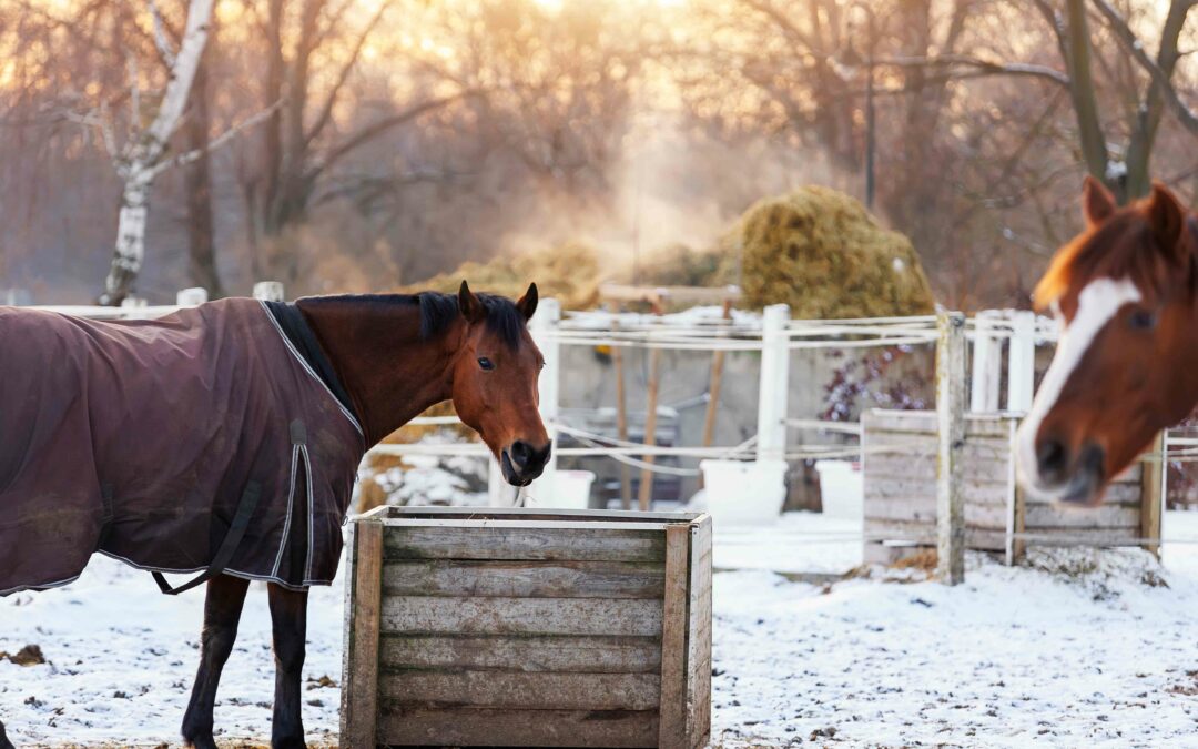 Cold Weather Diets: Balancing Equine Nutrition for Energy, Health, and Performance