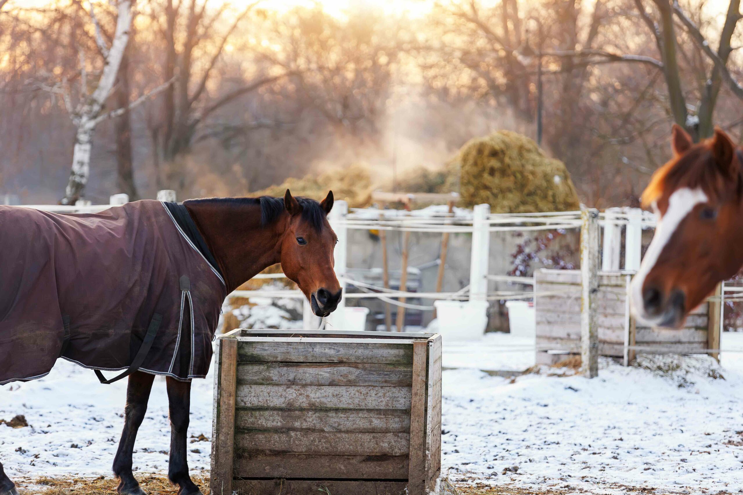 Cold Weather Diets: Balancing Equine Nutrition for Energy, Health, and Performance