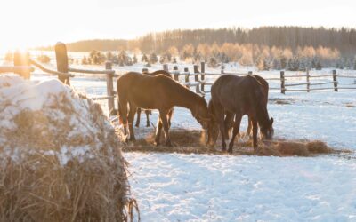 Hay, Grain, and Body Condition: Is Your Horse’s Winter Diet on Track?