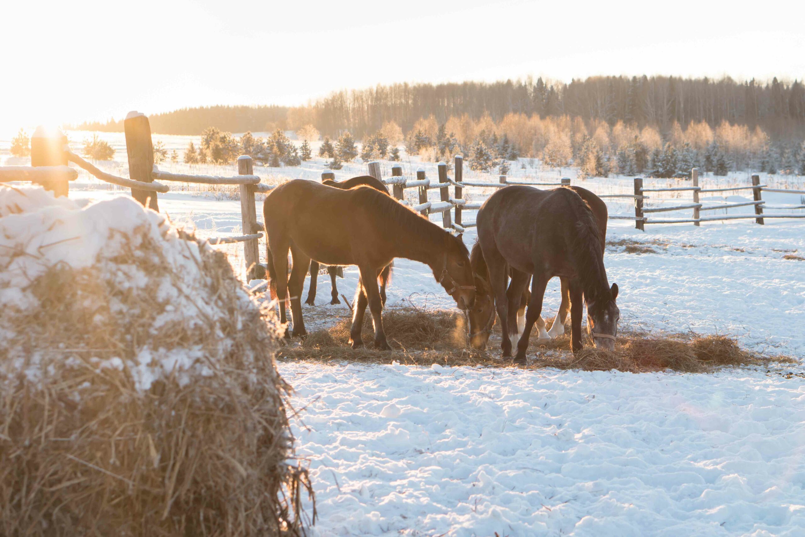 Hay, Grain, and Body Condition: Is Your Horse’s Winter Diet on Track?