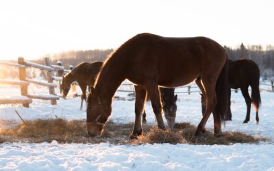Cold Weather, Healthy Herds: Pre-Winter Exam Essentials for Horses and Livestock