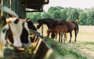 Large Animal Medications: Preventing Cross-Species Toxicity in the Barn