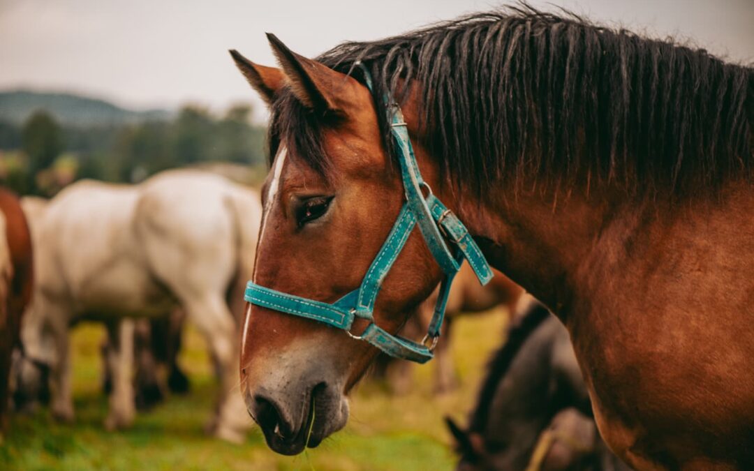 Early Signs of Lameness in Horses: What to Watch for This Spring