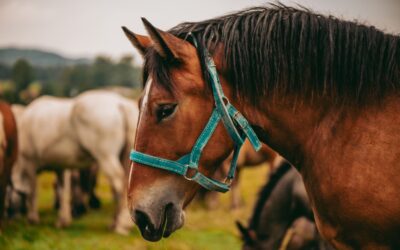 Early Signs of Lameness in Horses: What to Watch for This Spring