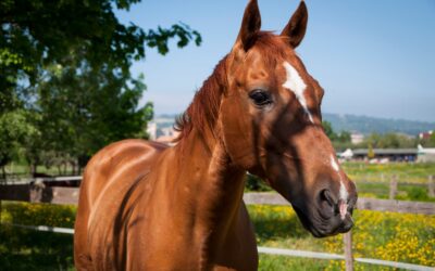 Heat Stress in Horses in Litchfield, CT: Signs, Prevention, and When to Call Your Veterinarian