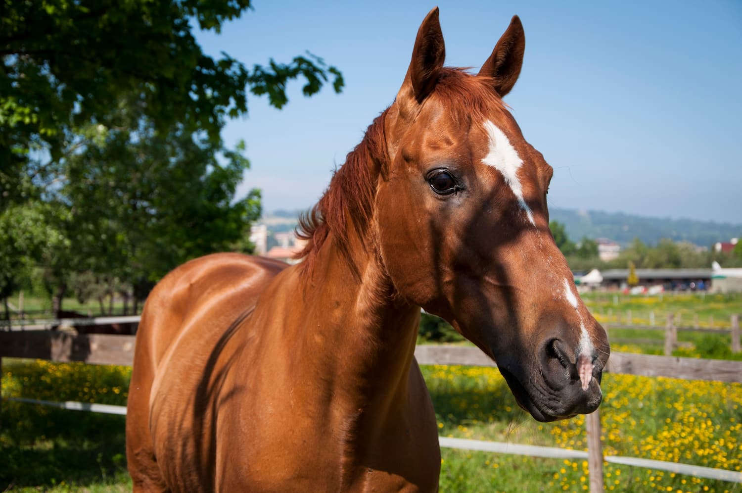 Heat Stress in Horses in Litchfield, CT Signs, Prevention, and When to Call Your Veterinarian